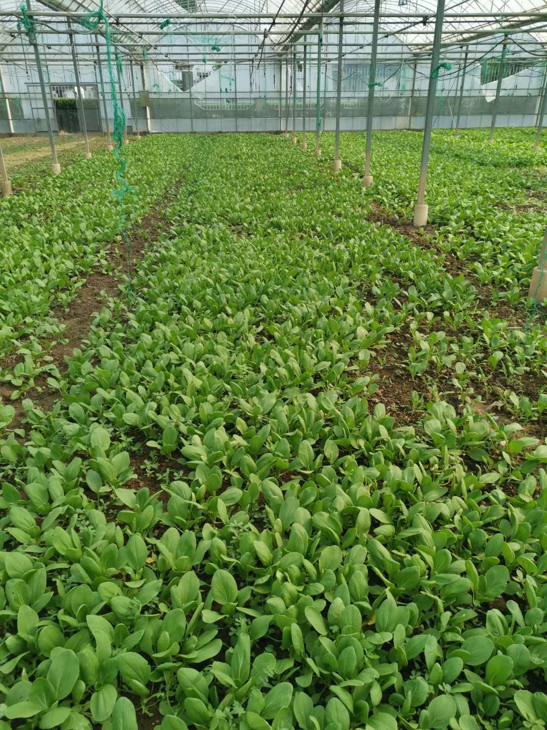 食堂蔬菜生鮮配送——鮮享自然，守護餐桌安全